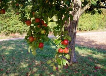 Reife Äpfel hängen an einem Baum auf einer Streuobstwiese