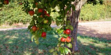 Reife Äpfel hängen an einem Baum auf einer Streuobstwiese