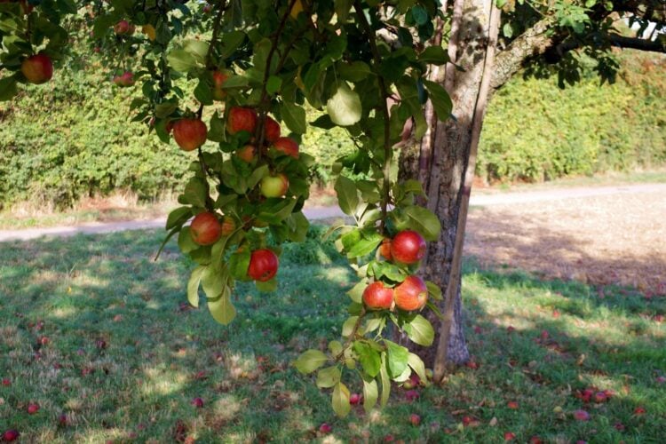 Reife Äpfel hängen an einem Baum auf einer Streuobstwiese