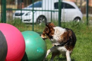 Erstes Treibball-Turnier in Cottbus: Hunde treiben Bälle