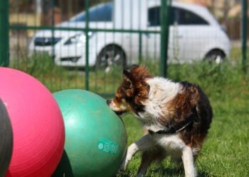 Hund schiebt beim Treibball einen großen Gymnastikball über eine Wiese