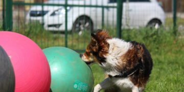Hund schiebt beim Treibball einen großen Gymnastikball über eine Wiese