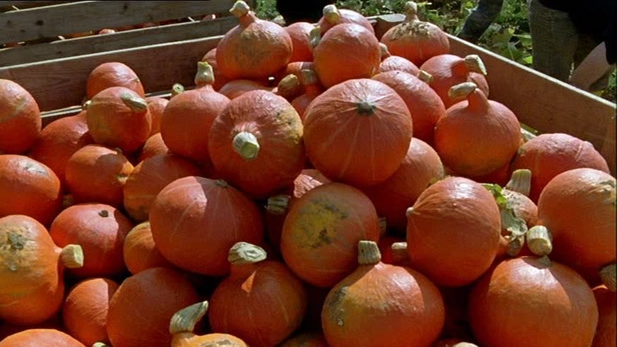 Kisten voller Kürbisse beim Film Ein Bauernhof im Herbst im Spatzenkino
