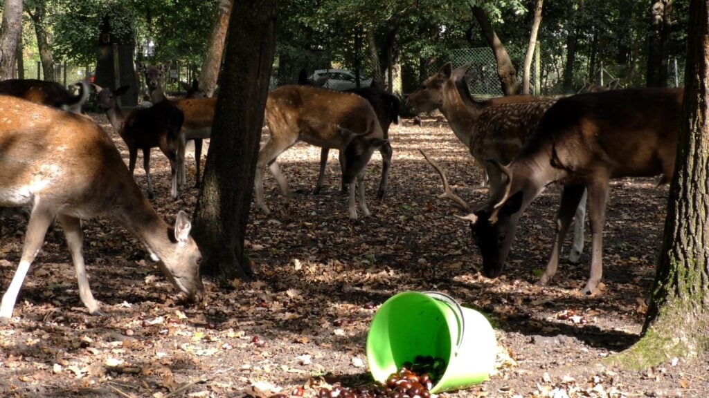 Tiergehege im Schlosspark Lauchhammer