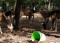Damwild im Tiergehege des Schlossparks Lauchhammer