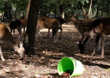 Damwild im Tiergehege des Schlossparks Lauchhammer