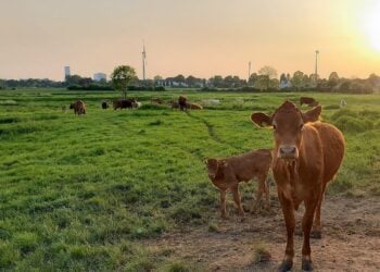 Rinder mit Kalb auf einer Weide bei Sonnenuntergang