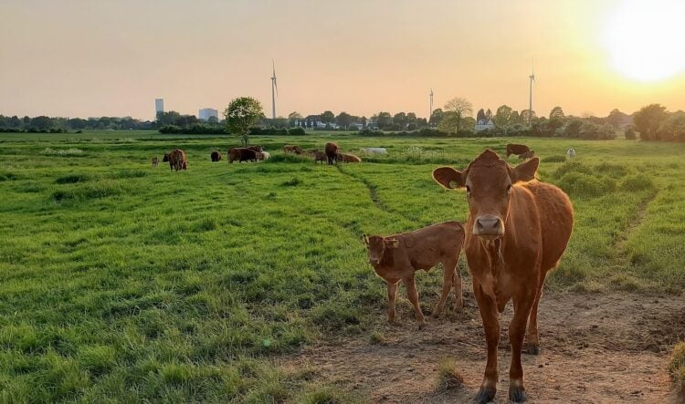 Rinder mit Kalb auf einer Weide bei Sonnenuntergang