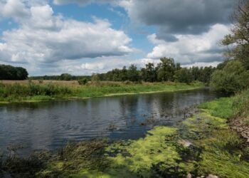Die Spree in Brandenburg mit Wasserpflanzen am Ufer, NABU lehnt Elbüberleitung ab