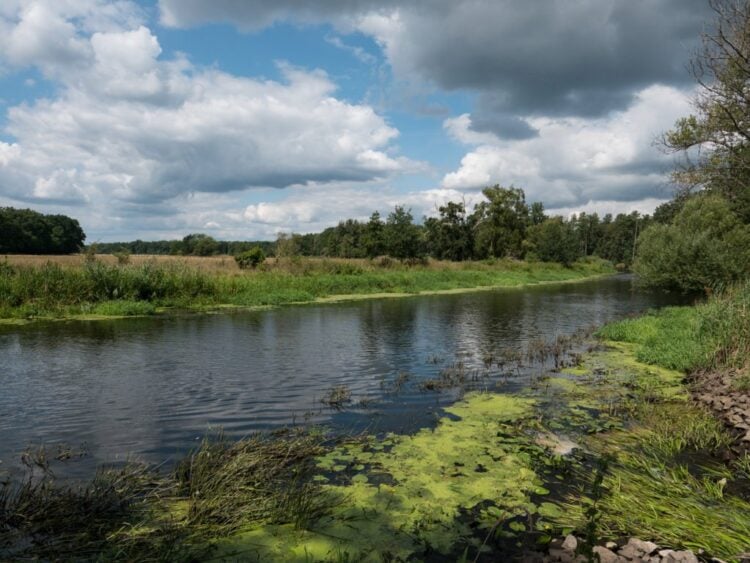 Die Spree in Brandenburg mit Wasserpflanzen am Ufer, NABU lehnt Elbüberleitung ab
