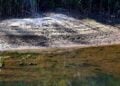 Trockengefallener Uferbereich mit Schilf an der Talsperre Spremberg