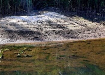 Trockengefallener Uferbereich mit Schilf an der Talsperre Spremberg