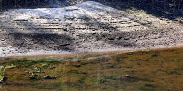 Trockengefallener Uferbereich mit Schilf an der Talsperre Spremberg