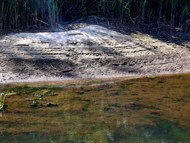 Trockengefallener Uferbereich mit Schilf an der Talsperre Spremberg