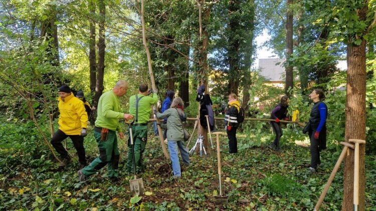 Freiwillige arbeiten beim Parkseminar im Branitzer Park 2025 mit Spaten und Werkzeug zwischen den Bäumen