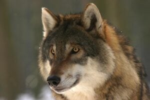 Brandenburgs Bauernverband fordert mehr Spielraum bei Wolf und Biber