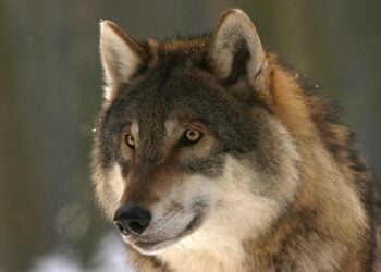 Symbolbild Wolf und Biber, Porträt eines Europäischen Wolfs vor unscharfem Winterwald