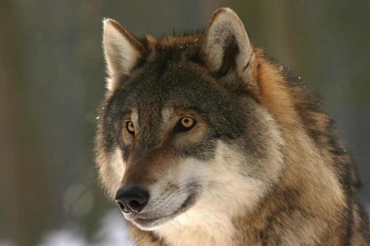 Symbolbild Wolf und Biber, Porträt eines Europäischen Wolfs vor unscharfem Winterwald