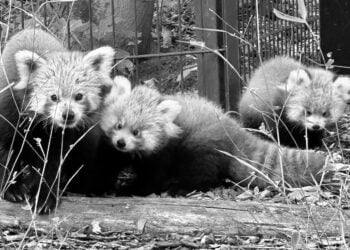 Bild: www.zoo-goerlitz.de, C. Hammer