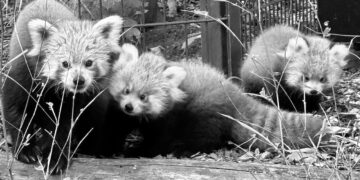 Bild: www.zoo-goerlitz.de, C. Hammer
