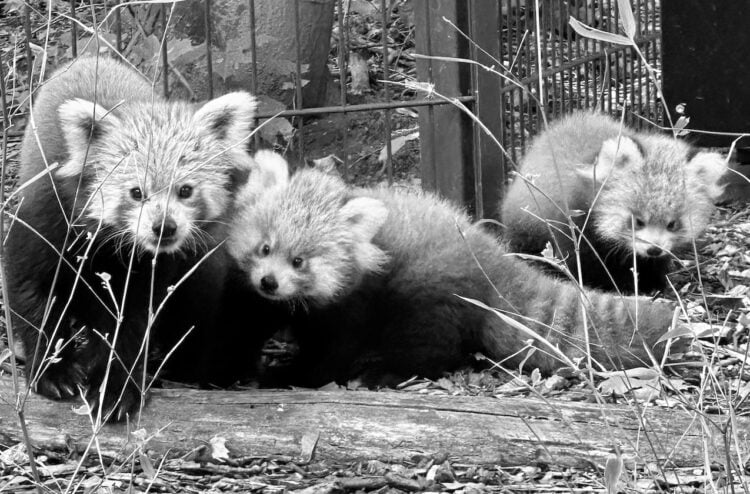 Bild: www.zoo-goerlitz.de, C. Hammer