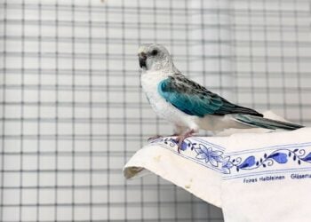 Tierheim Cottbus
