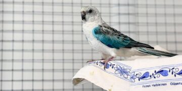 Tierheim Cottbus