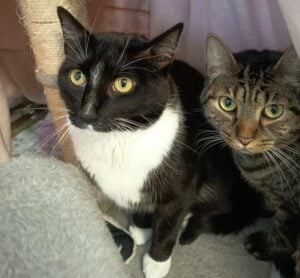 Lausitzer Tiere: Kalle & Rudi suchen zusammen ruhiges Für-immer-Zuhause