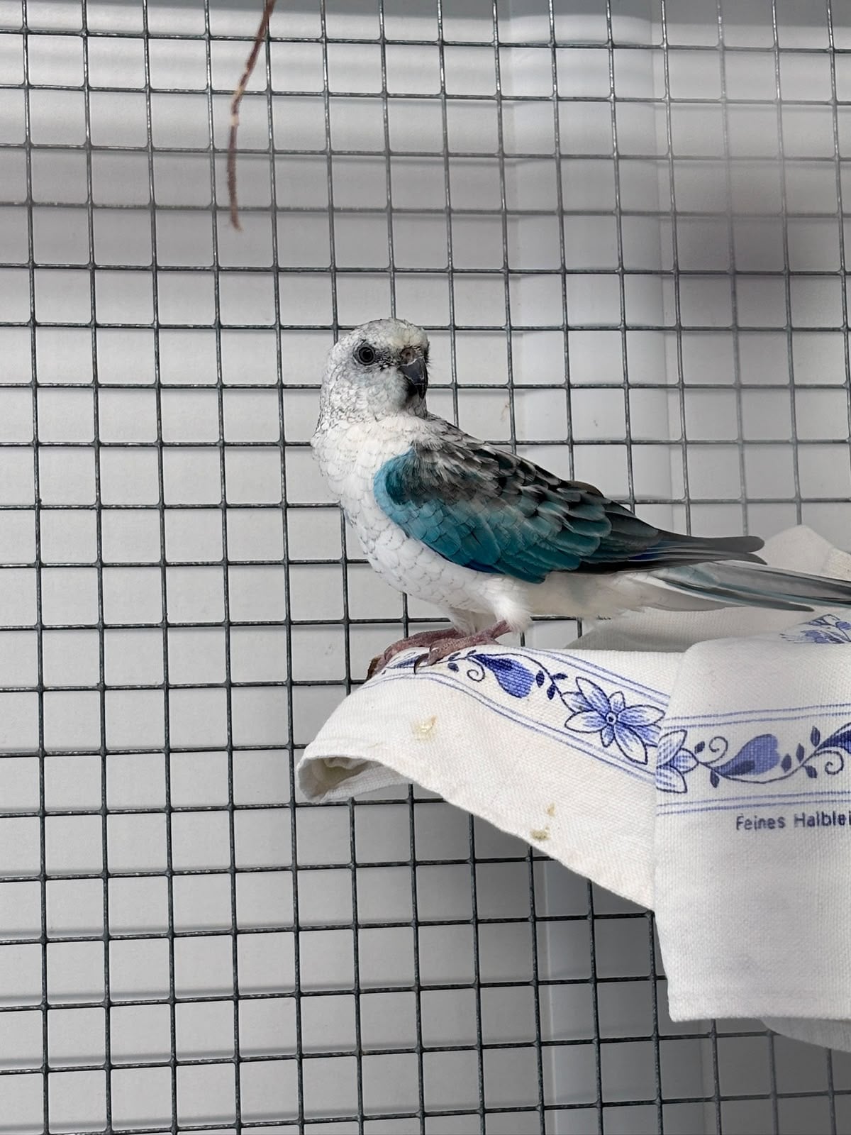 Tierheim Cottbus