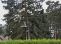 Feuerwehrmann auf einer Leiter im Baum in Klein Köris