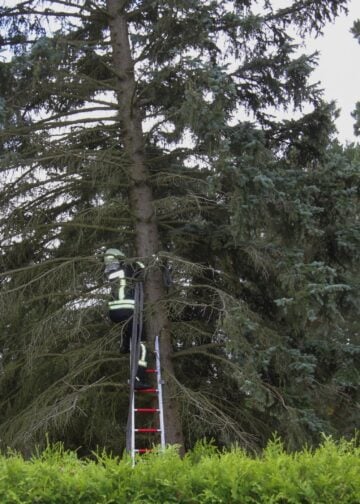 Feuerwehrmann auf einer Leiter im Baum in Klein Köris