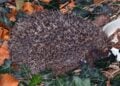 Igel zwischen Herbstlaub und Efeu