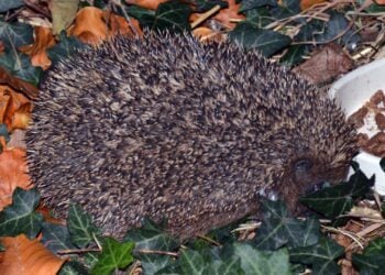 Igel zwischen Herbstlaub und Efeu