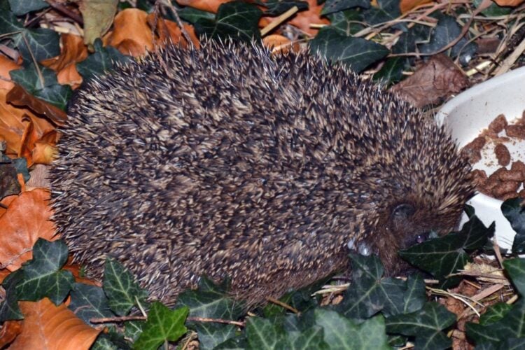 Igel zwischen Herbstlaub und Efeu