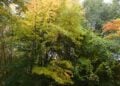 Herbstlich gefärbte Bäume im Tertiärwald im Cottbuser Spreeauenpark