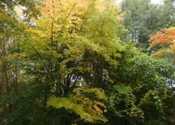 Herbstlich gefärbte Bäume im Tertiärwald im Cottbuser Spreeauenpark