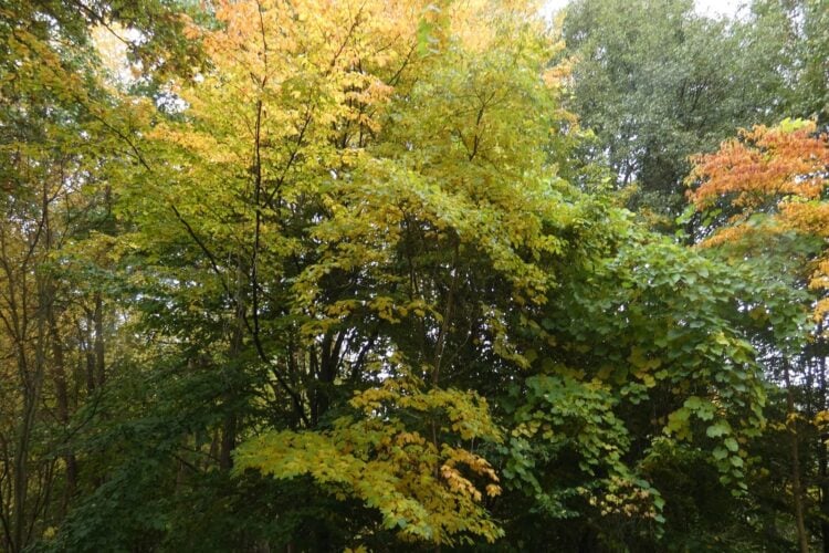 Herbstlich gefärbte Bäume im Tertiärwald im Cottbuser Spreeauenpark