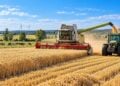 KI-generierte Illustration eines Mähdreschers bei der Getreideernte, daneben ein Traktor mit Anhänger