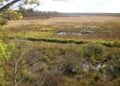 Moorlandschaft mit Gräsern, kleinen Wasserflächen und Birken, im Hintergrund Wald