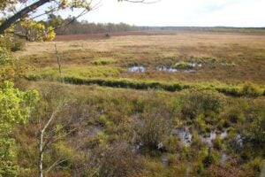 Geführte Herbstwanderung durch das Dubringer Moor bei Hoyerswerda