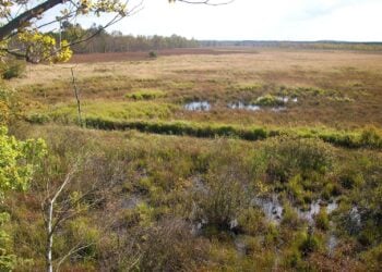 Moorlandschaft mit Gräsern, kleinen Wasserflächen und Birken, im Hintergrund Wald