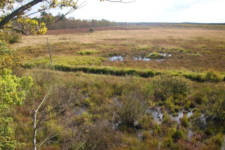 Moorlandschaft mit Gräsern, kleinen Wasserflächen und Birken, im Hintergrund Wald