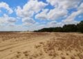 Weite Sandfläche mit vereinzelten Grasbüscheln, im Hintergrund Kiefernwald unter Wolken