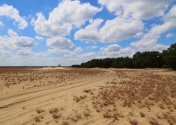 Weite Sandfläche mit vereinzelten Grasbüscheln, im Hintergrund Kiefernwald unter Wolken