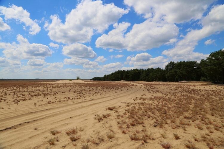 Weite Sandfläche mit vereinzelten Grasbüscheln, im Hintergrund Kiefernwald unter Wolken