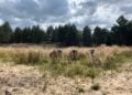 Drei Konik-Pferde grasen in hohem Gras auf einer Sandfläche vor Kiefern