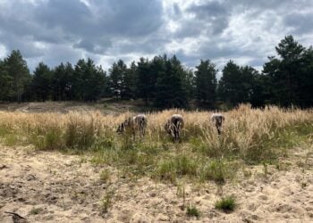 Drei Konik-Pferde grasen in hohem Gras auf einer Sandfläche vor Kiefern