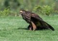 Ein Wüstenbussard mit ausgebreiteten Flügeln sitzt auf einer Wiese