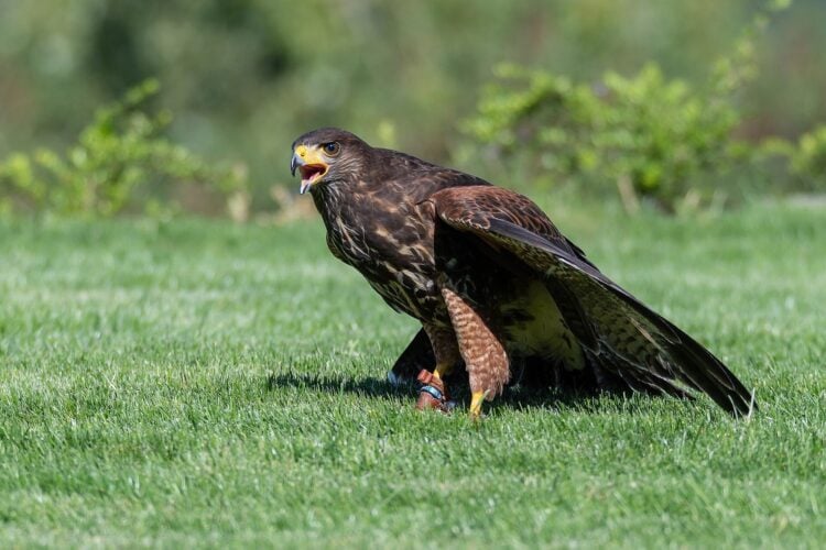 Ein Wüstenbussard mit ausgebreiteten Flügeln sitzt auf einer Wiese