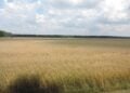 Getreideernte: reifes Getreidefeld unter bewölktem Himmel in Brandenburg